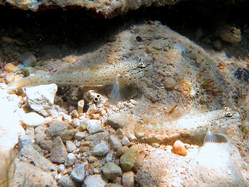 Gobius incognitus (M. Kovacic and R. anda, 2016) vs. Gobius bucchichi (Steindachner,1870)